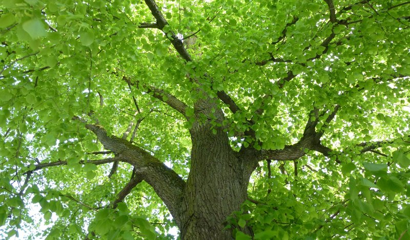 stark verzweigte Krone eines alten Baumes mit hellgrünen Blättern