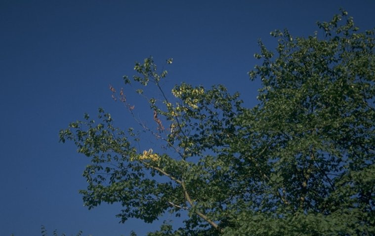The yellowing foliage of the infected branch