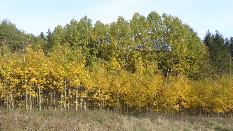 Laubwald aus zahlreichen Aspen