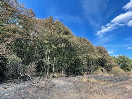 Strukturreicher Waldrand nach dem Waldbrand – Rückegassen, Wege und differenzierte Bestandsstrukturen können die Ausbreitung von Bodenfeuern lokal begrenzen.