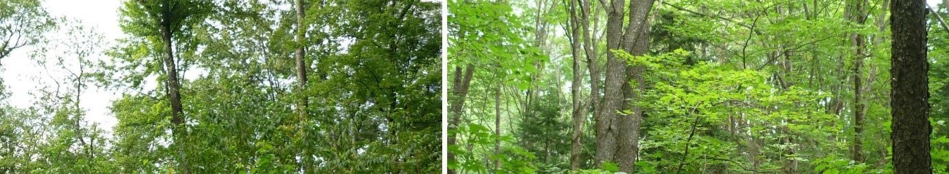 Wald Spätblühende Traubenkirsche