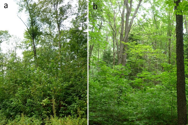 Wald Spätblühende Traubenkirsche