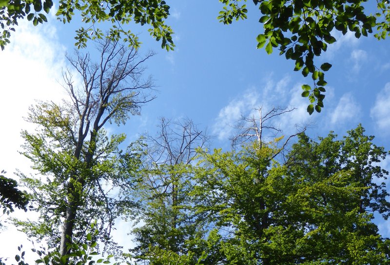 in der Krone zurücksterbende Laubbäume