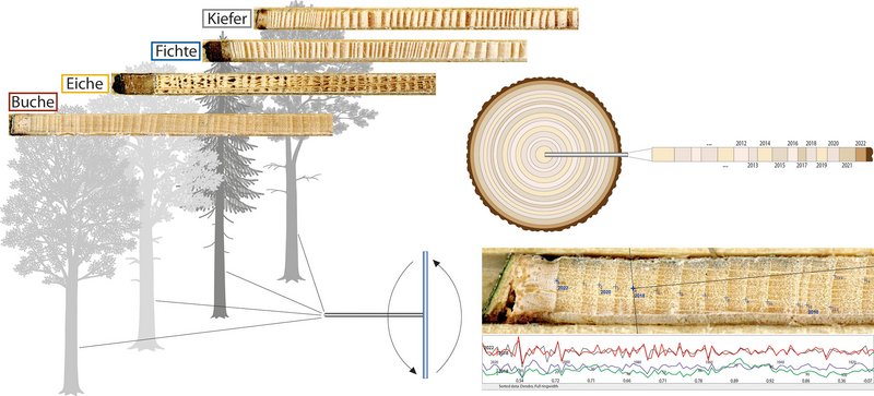 Die Abbildung zeigt in einem Schema die Bohrkerngewinnung bei Bäumen, wobei die vier Hauptbaumarten Buche, Eiche, Fichte und Kiefer schematisch in Grautönen gezeigt werden, bis hin zur grafischen Darstellung der Wachstumskurven. Dabei werden Fotos von Bohrkernen der Hauptbaumarten verwendet. In einem vergrößerten Bohrkernfoto sind die Jahrringe markiert