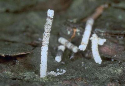 Bohrmehlwürmchen des Schwarzen Nutzholzborkenkäfers (Xylosandrus germanus)