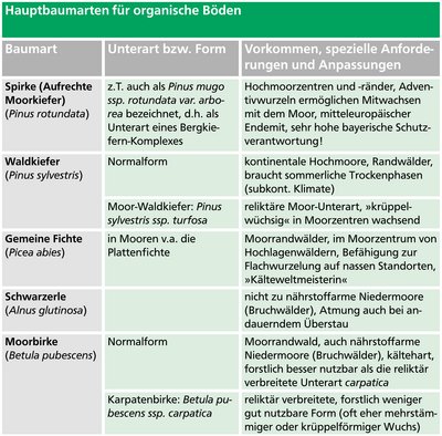 Tabelle „Hauptbaumarten für organische Böden“ mit Angaben zu Baumarten, Unterarten bzw. Formen sowie deren Vorkommen, besonderen Anforderungen und Anpassungen im Moor. Genannt werden Spirke, Waldkiefer, Fichte, Schwarzerle und Moorbirke.