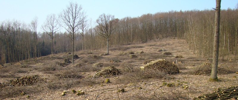 Mittelwaldwirtschaft 