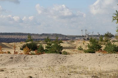 Wiederbewaldung eines quartären Kipp-Reinsandes nahe des Abbaubereiches
