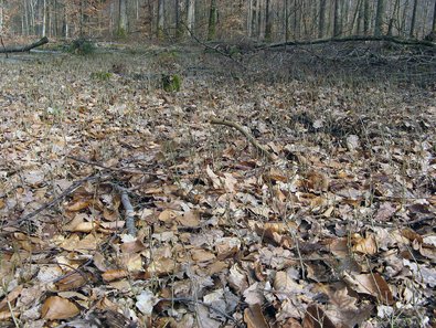 Dichte einjährige Eichennaturverjüngung