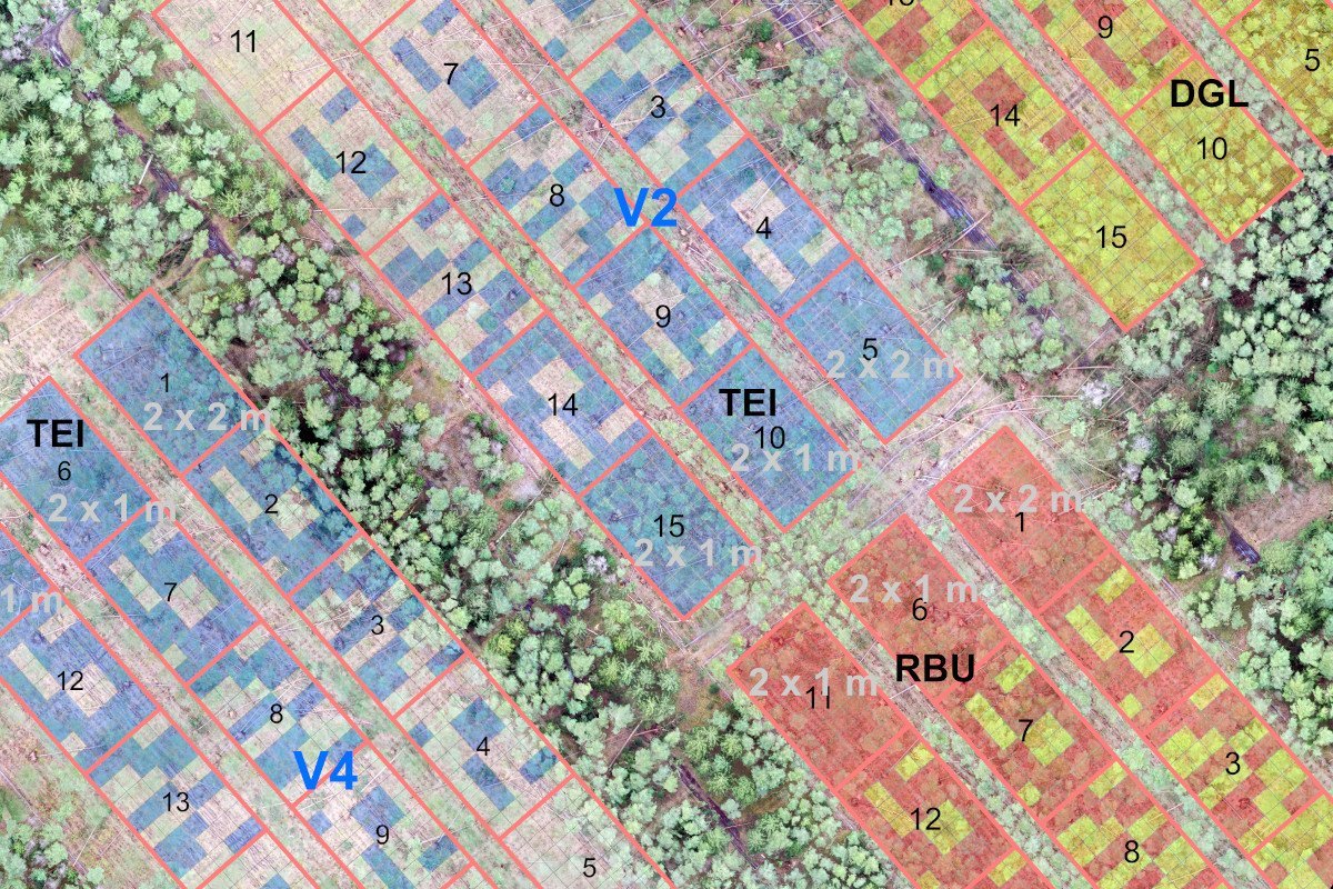 Humusverbesserung durch Waldumbau? 1 Humusverbesserung durch Waldumbau?