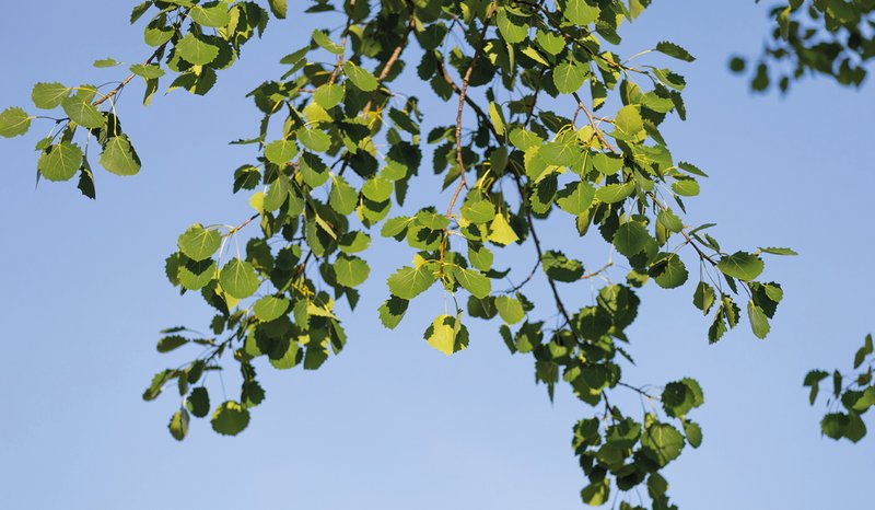 Zweige einer Zitterpappel mit zahlreichen grünen, dreieckig-rundlichen Blättern vor blauem Himmel.