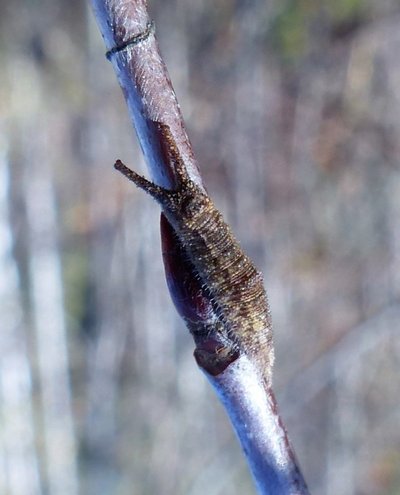 Raupe des Schillerfalters mit länglichem, braungrünem Körper und auffälligen Auswüchsen sitzt an einem dünnen Zweig.