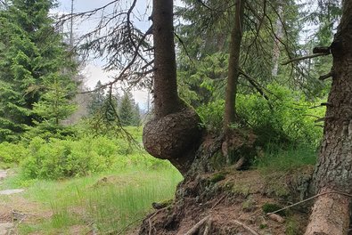 Maserknolle an einer Fichte