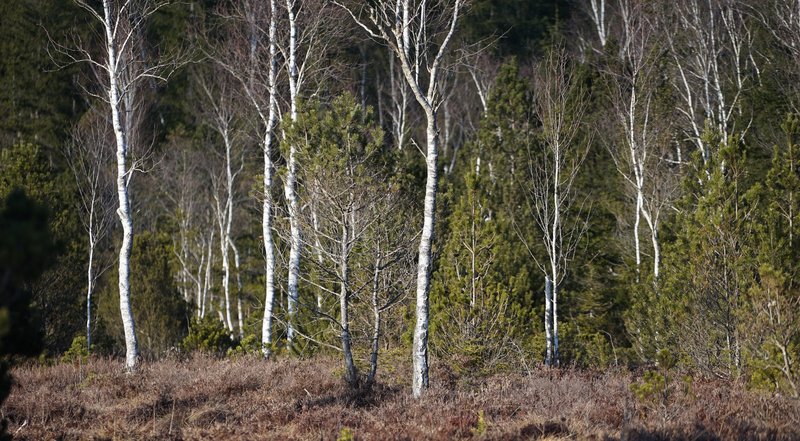 Lichter Wald aus kleinen Laubbäumen mit weißer Rinde und Nadelbäumen
