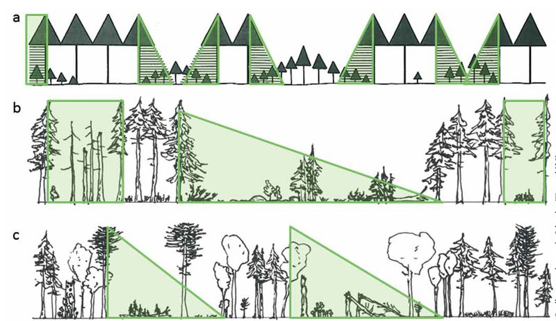different forest types