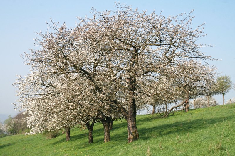 blühende Kirschbäume