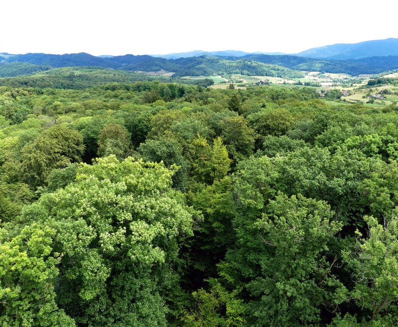 Aus der Vogelperspektive werden Unterschiede in Baumarten, Kronenstruktur und Bestandesaufbau sichtbar. Solche Informationen bilden eine wichtige Grundlage für die Holzvorratskarte.