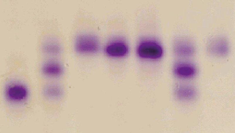 Ausschnitt mit 7 Tannenproben aus einem Zymogramm