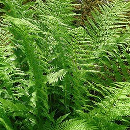 Farne sind Säurezeiger in der Krautschicht 