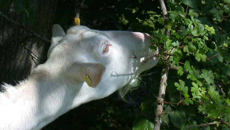 Le capre prediligono alimentarsi con fogliame fresco