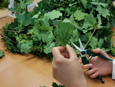 Laborantin zerkleinert Blattproben