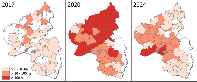 Meldungen der vom Buchdrucker “bestandesbedrohend” befallenen Fichtenwälder in Rheinland-Pfalz (Flächenklassen in Hektar): 2017 noch vor der Dürreperiode 2018-2023; 2020 zum Höhepunkt des Befalls während der Dürreperiode; 2024 im letzten Jahr; in den weiß belassenen Forstämtern wurden jeweils keine Flächen gemeldet (Grafik: FVA BW/Wußler).
