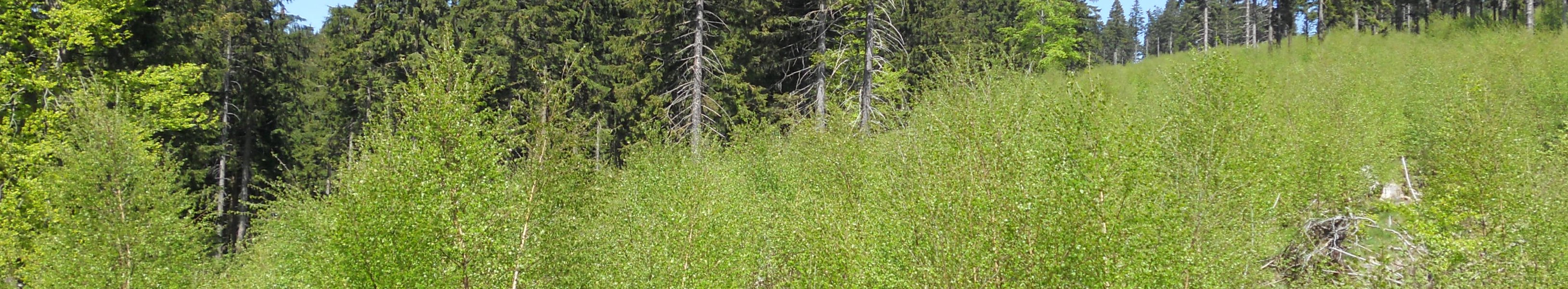 Im Vordergrund ist großflächig Birkennaturverjüngung zu sehen. Im Hintergrund sieht man Nadelgehölz.