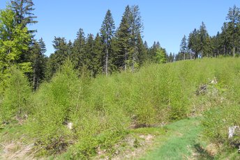 Wie weit fliegen Birkensamen in Blößen?
