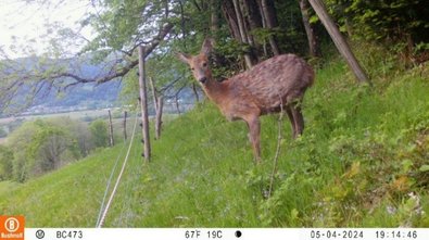 Reh auf Untersuchungsfläche