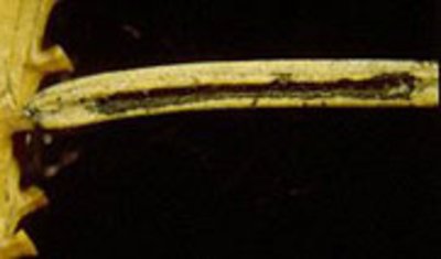 Lirula macrospora: Nadel mit schwarzem Fruchtkörper