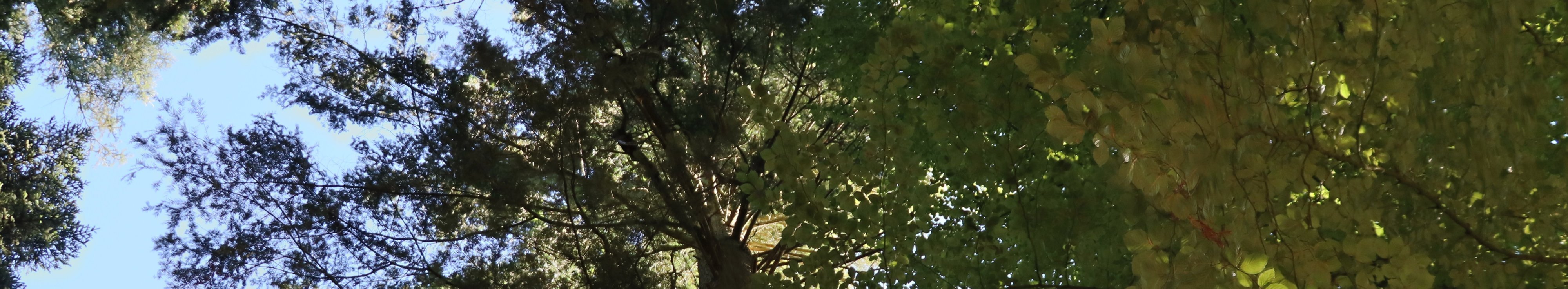 Blick in die Krone von einem Mischbestand aus Westamerikanischer Hemlocktanne und Buche