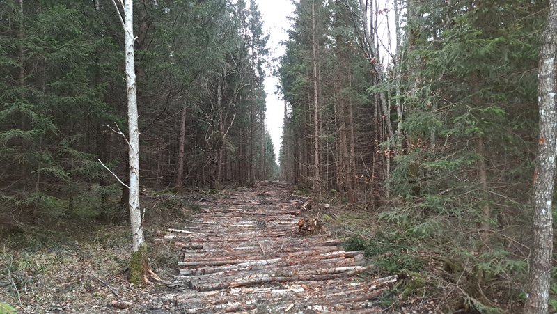 Schmaler, mit Holzstämmen befestigter Weg durch einen dicht bewachsenen Nadelwald.