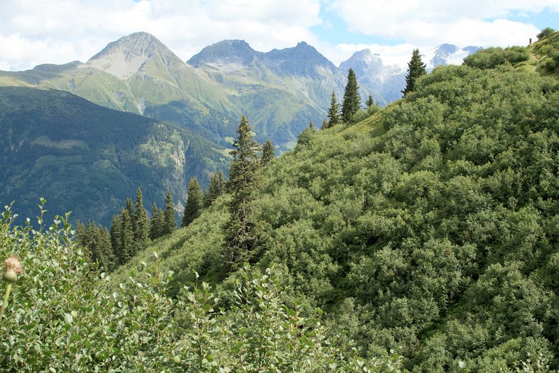 Alpenerlenbestände bedecken oft ganze Berghänge