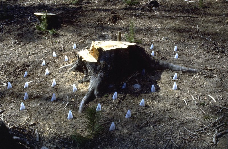 Saatversuch mit Keimhilfen