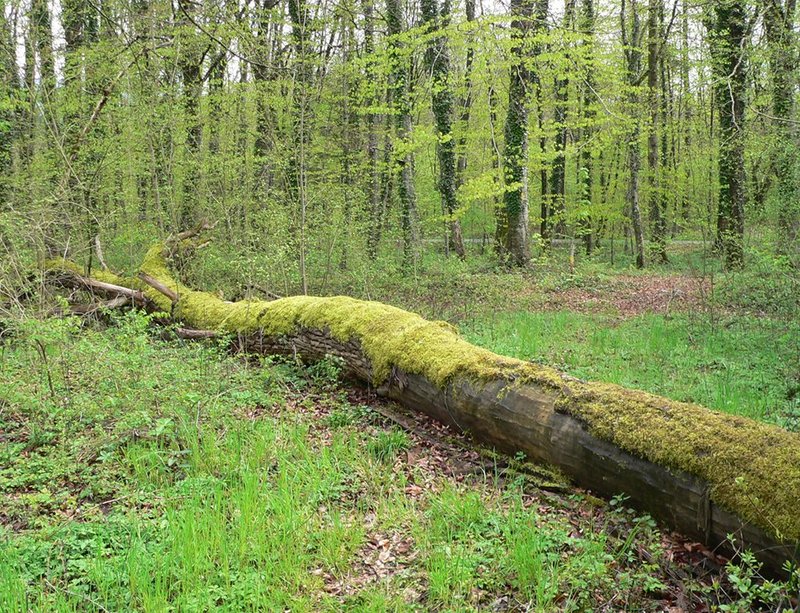 liegendes Totholz bietet vielen Tieren Unterschlupf
