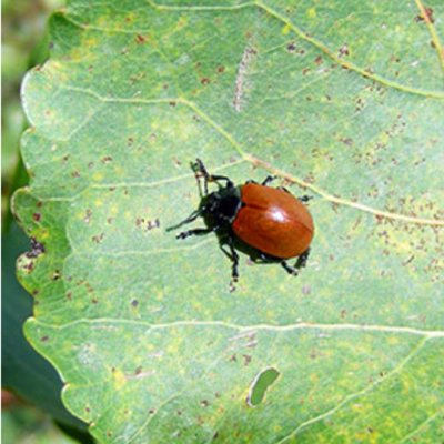 Pappelblattkäfer