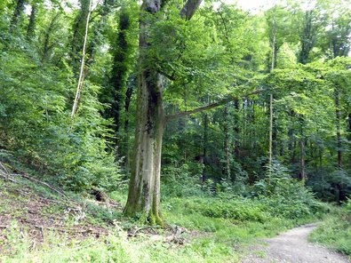 Alte Weide-Buche am Rand des Waldes bei Wasenweiler