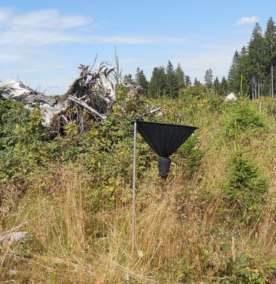 Freifläche in einem Waldgebiet mit natürlicher Wiederbewaldung. Im Vordergrund stehen junge Fichten zwischen trockenen Gräsern, Brombeersträuchern und Krautvegetation. Zentral im Bild befindet sich ein schwarzer Niederschlagssammler auf einem Metallgestell. Dahinter liegt ein großer Wurzelstock mit abgestorbenem Holz. Im Hintergrund sind weitere Jungbäume sowie ein angrenzender Fichtenbestand unter blauem Himmel zu erkennen. Die Aufnahme dokumentiert eine Wiederbewaldungsfläche mit einer Messeinrichtung zur Erfassung von Niederschlägen.