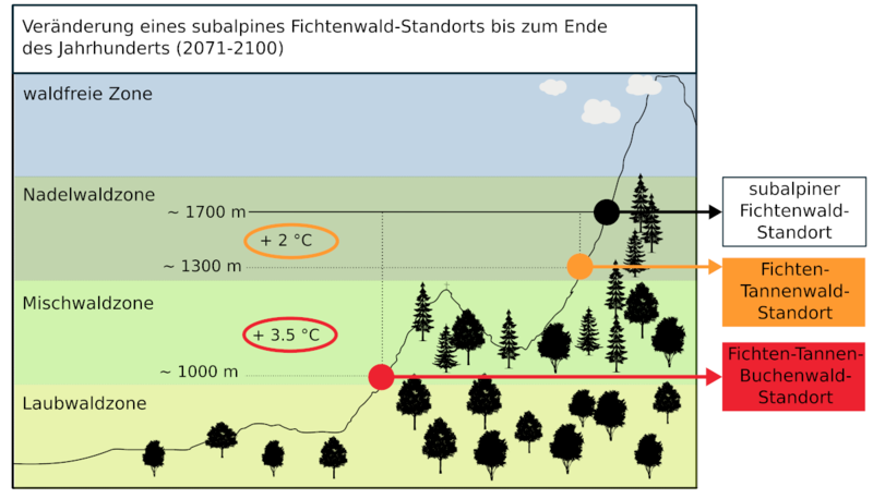 Schematische Darstellung der Waldvegetationszonen und eines subalpinen Fichtenwald-Standorts unter aktuellen (schwarzer Punkt) sowie zukünftigen thermischen Verhältnissen im Klimaszenario RCP4.5 und RCP8.5  Ende des Jahrhunderts.
