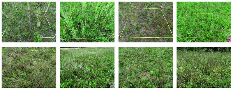 Mehrere Bilder von Bodenvegetation