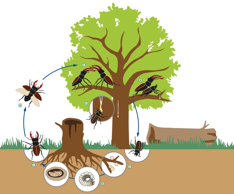 Illustration des Hirschkäfer-Lebenszyklusses