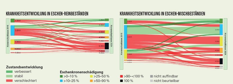 Grafik zeigt die Krankheitsentwicklung der Einzelbäume in Eschen-Reinbeständen und Eschen-Mischbeständen