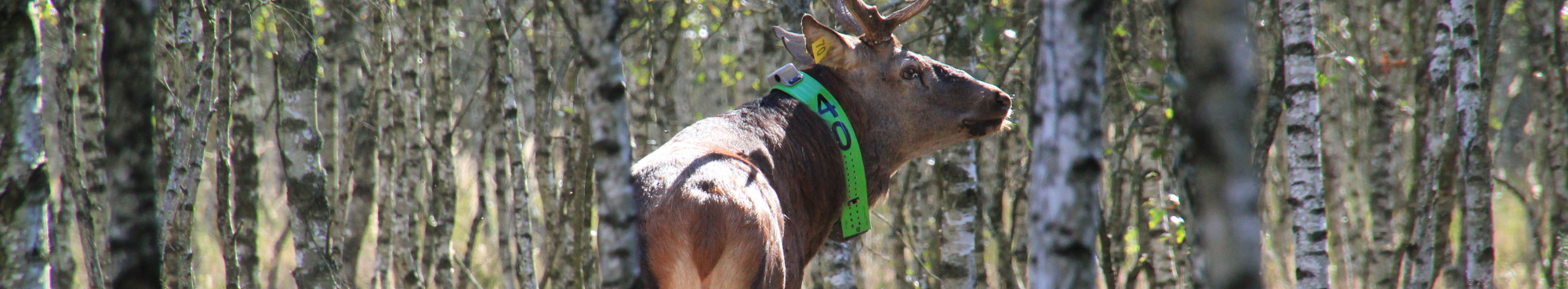 Rothirsch mit Sender