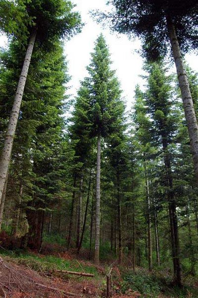 Abies grandis-Versuchsfläche.
