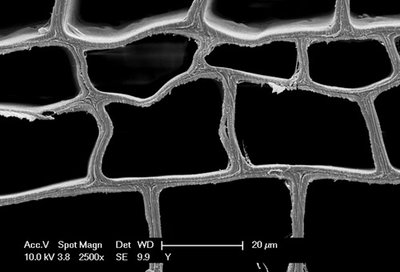 Abbildung 4. Elektronenmikroskopische Aufnahme von Splintholz einer Fichte: kollabierte Zellen mit sehr dünnen welligen Zellwänden (Foto: Sabine Rosner/BOKU Wien)
