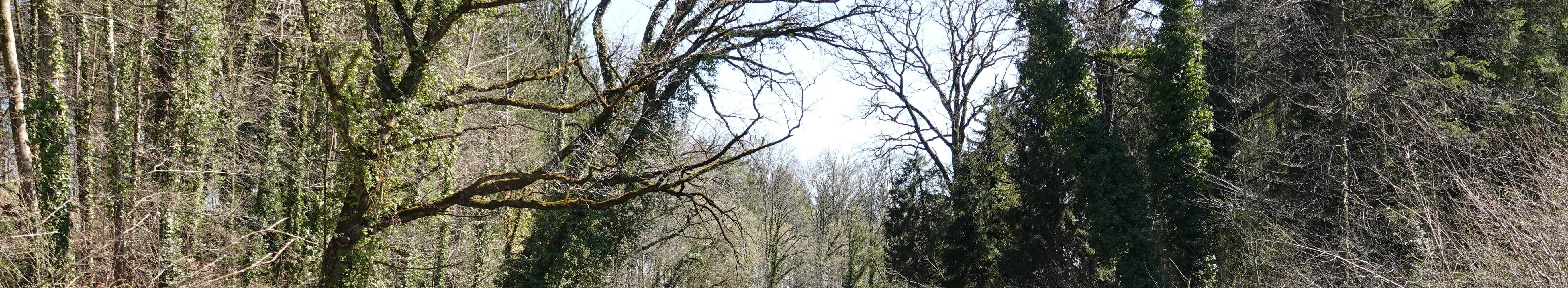 Einheimische Waldvögel: Der Trauerschnäpper