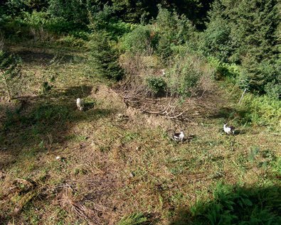 Ziegenbeweidung zur Grünerlenbekämpfung, Gemeinde Vilters-Wangs
