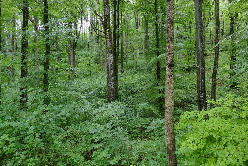 bosco di latifoglie