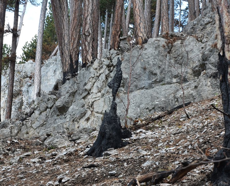 Überreste einer verbrannten Kiefer