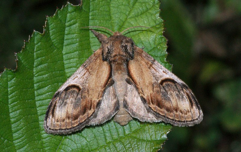 Zickzack-Zahnspinner (Notodonta ziczac) Zickzack-Zahnspinner (Notodonta ziczac)